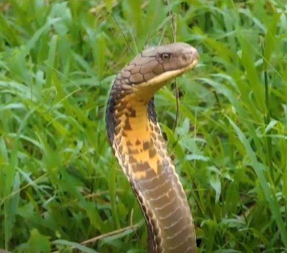 King kobra hitam hadang Panji Petualang di tengah hutan.