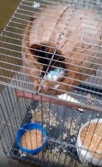 Burung mati mendadak, saat memeriksa pemilik kaget ada sosok seram.