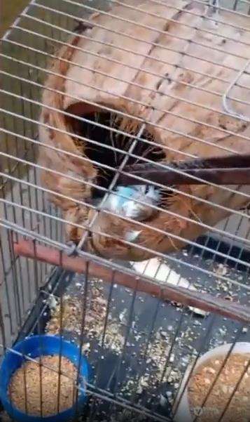 Burung mati mendadak, saat memeriksa pemilik kaget ada sosok seram.