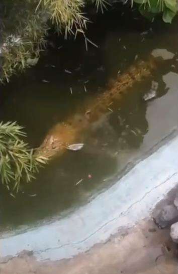 Kakek diterkam buaya yang dikiranya patung.