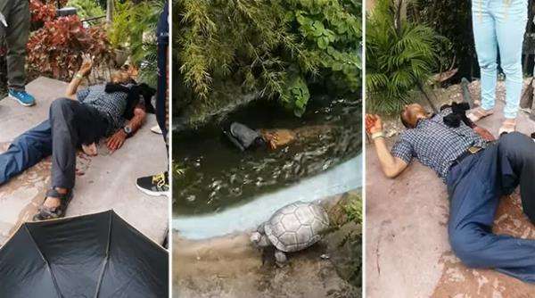 Kakek diterkam buaya yang dikiranya patung.