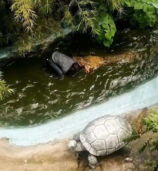 Kakek diterkam buaya yang dikiranya patung.