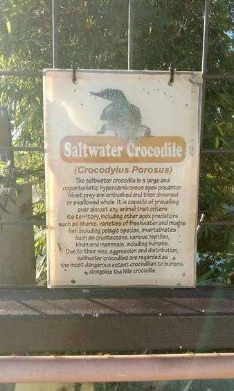 Kakek diterkam buaya diduga melanggar aturan taman wisata.
