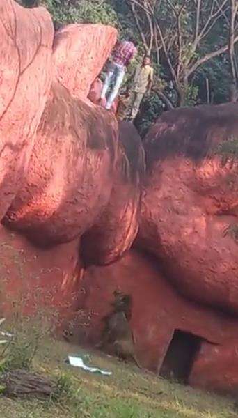 Petugas segera mengamankan pria yang nekat masuk kandang singa itu. Petugas segera mengamankan pria yang nekat masuk kandang singa itu.