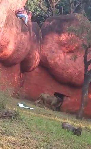 Pria nekat masuk kandang singa, alasannya bikin garuk-garuk kepala. Pria nekat masuk kandang singa, alasannya bikin garuk-garuk kepala.