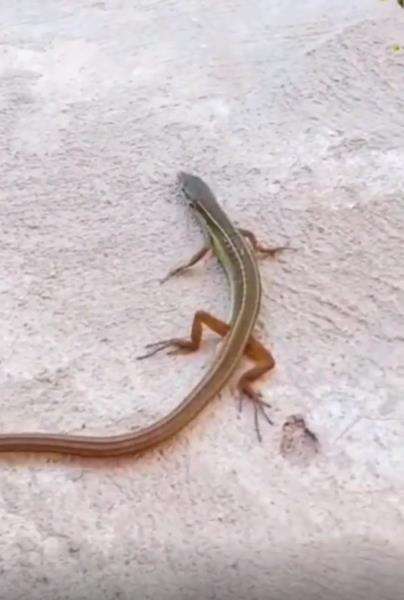 Makhluk aneh, badannya kadal, ekornya ular.