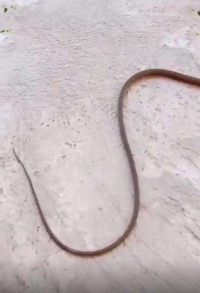 Makhluk aneh, badannya kadal, ekornya ular.