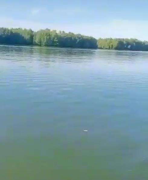Ngeri, aksi warga kasih makan buaya raksasa di pinggir sungai