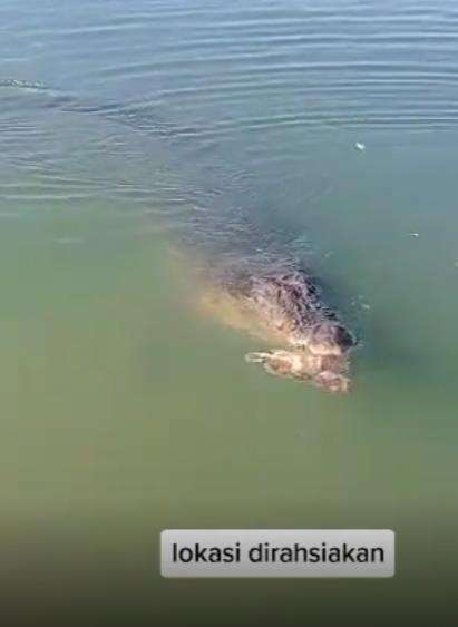 Ngeri, aksi warga kasih makan buaya raksasa di pinggir sungai