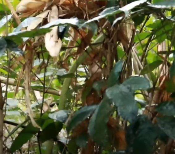 Penelusuran Panji Petualang di lereng Gunung Kareumbi