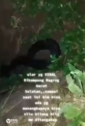 Video Viral