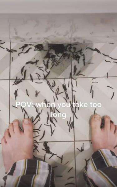Luwing atau kaki seribu memang tampak menggelikan dan menakutkan.