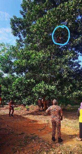 Viral seorang nenek panjat pohon 9,1 meter, diduga halusinasi.