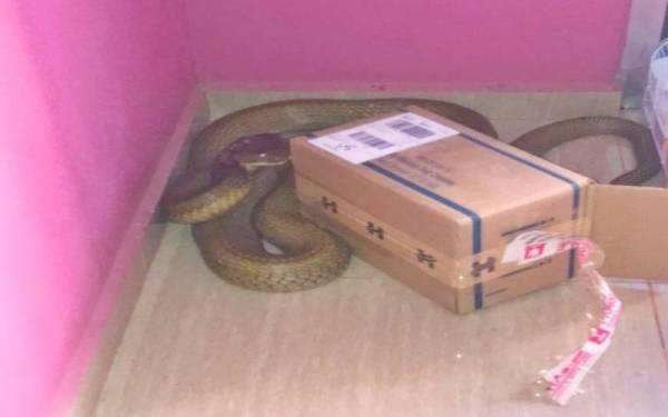 Satu keluarga syok temukan ular king kobra raksasa di antara tumpukan kota sepatu.