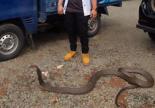 Panji Petualang keluarkan Garaga, ular king kobra raksasa peliharaannya.