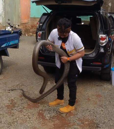 Ular king kobra peliharaan Panji Petualang besarnya segede paha orang dewasa.