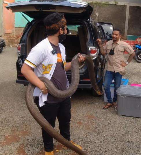 Panji Petualang keluarkan Garaga, ular king kobra raksasa peliharaannya.