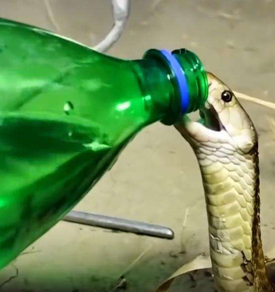 King kobra diberi minuman bersoda, reaksinya sulit diungkapkan pakai kata.