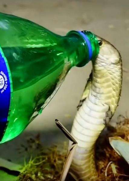 King kobra diberi minuman bersoda, reaksinya sulit diungkapkan pakai kata.