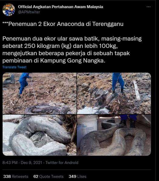 Heboh penemuan dua ekor ular piton raksasa di lokasi proyek.