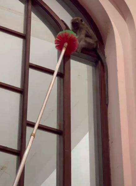 Aksi kocak monyet tersesat dalam masjid.