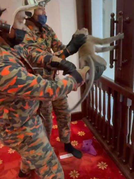 Monyet liar itu malah pegangan pintu masjid, nggak mau keluar.