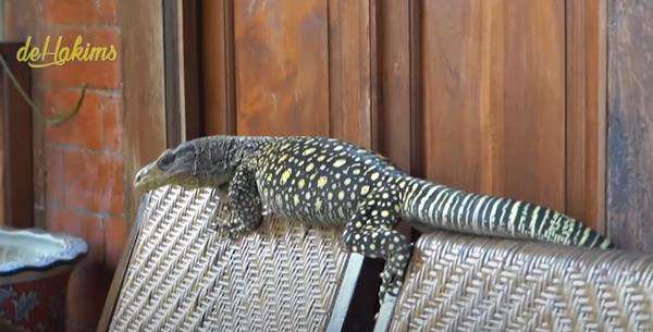 Dogo termasuk jenis biawak unik karena hanya ada di Indonesia.