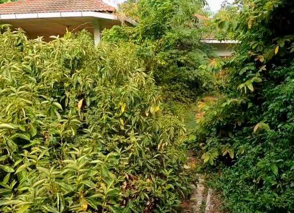 Penampakan halaman rumah mewah kosong terbengkalai 4 tahun di Jakarta.