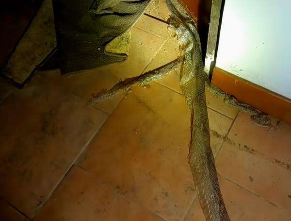 Tidak diketahui jenis ular apa ini, piton atau kobra?