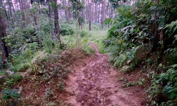 Kondisi jalan menuju rumah Si Mbah di tengah hutan.