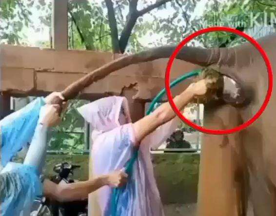 Dua petugas bantu gajah yang kesulitan buang air besar.
