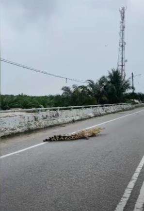 Seekor buaya raksasa naik ke jalan raya karena banjir.