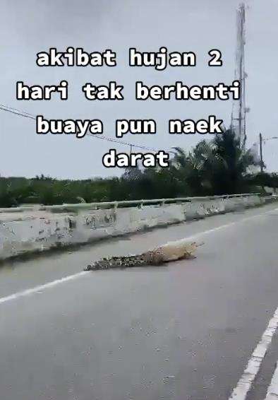 Buaya naik ke jalan raya disamakan dengan buaya darat.