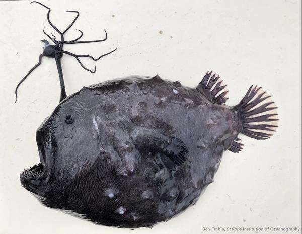 Ikan terdampar di pantai dari laut dalam berbentuk monster.