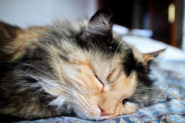 Rozita heran kucingnya malah tidur dengan lelap di atas kasur.