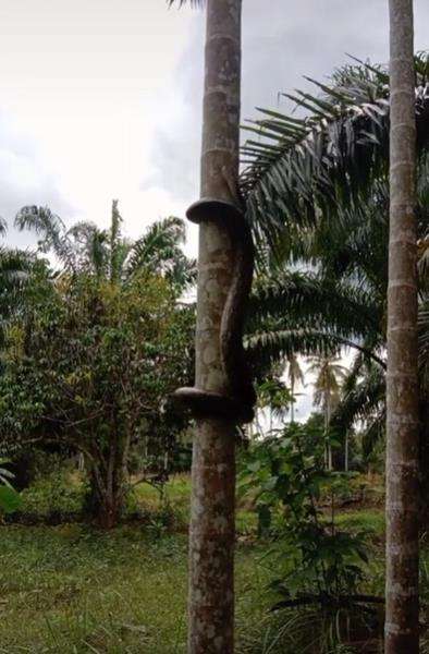 Heboh ular piton panjat pohon pinang.
