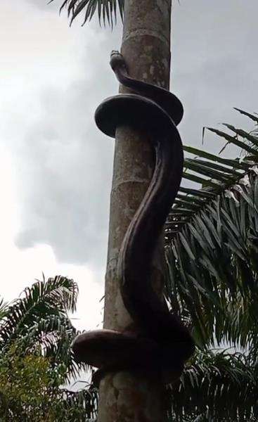 Heboh ular piton panjat pohon pinang.