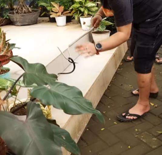 Dua anak ular kobra yang masuk ke dalam klinik.