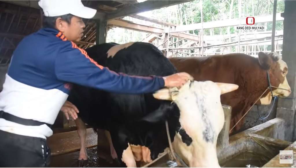 Dedi Mulyadi