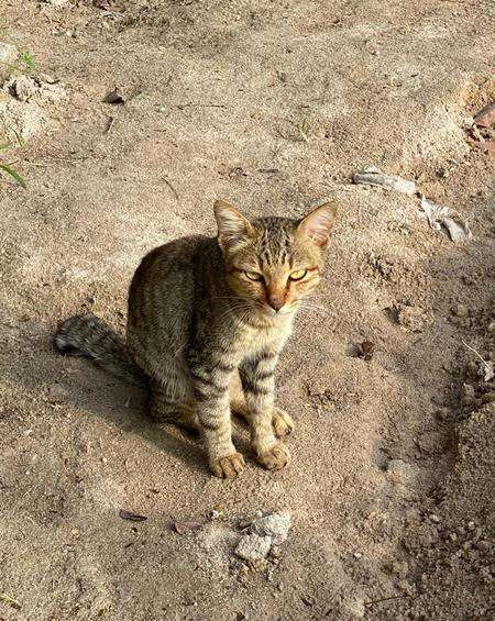 Kucing ini setia tunggu makam ayahanda.