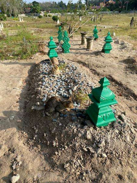 Kucing ini setia tunggu makam ayahanda.