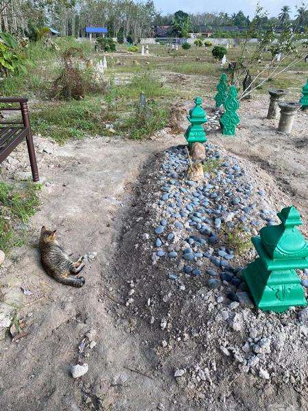 Kucing ini setia tunggu makam ayahanda.