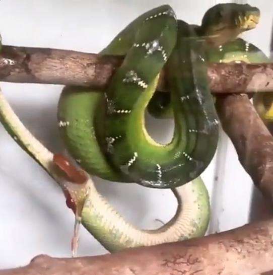 Detik-detik ular melahirkan anak.