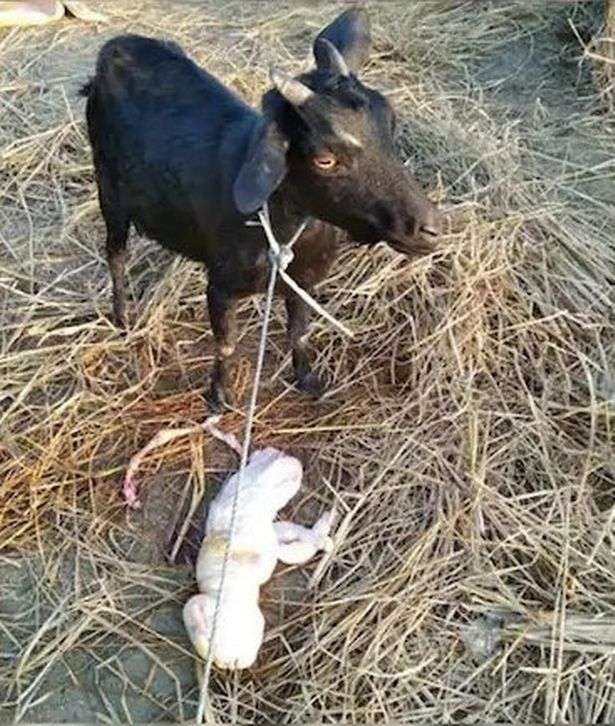 Kambing Kambing