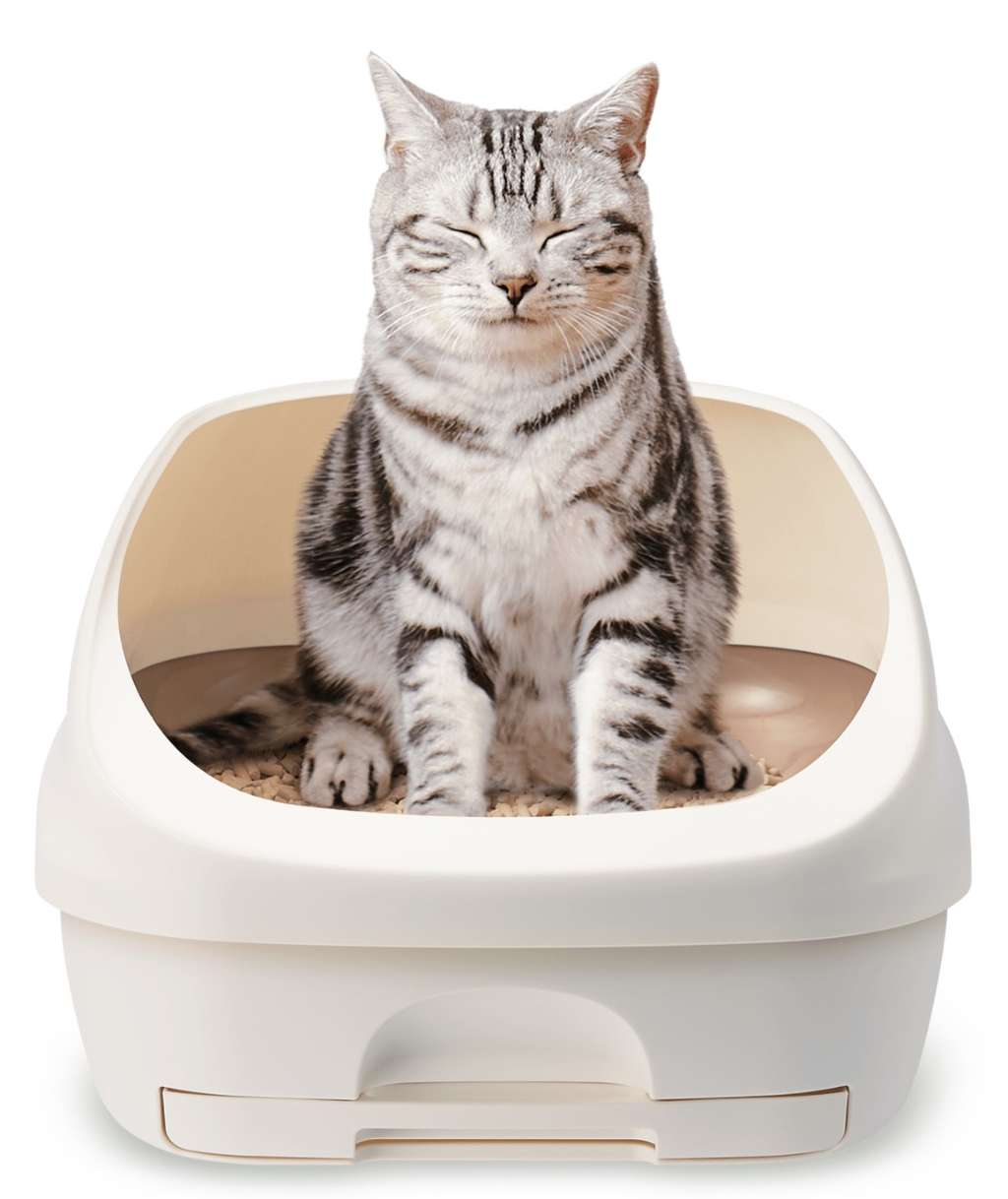 Deo Toilet