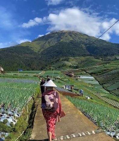 Sawah Indah di Magelang