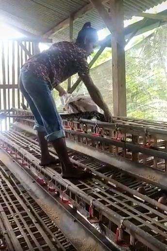Viral ular piton raksasa bersarang di kandang ayam.