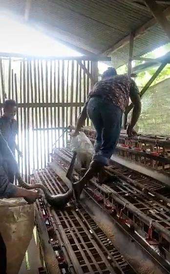 Bagian tengah ular tampak menggelembung kekenyangan ayam.