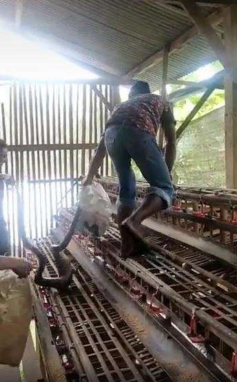 Ular tersebut tidak melawan saat diangkat dari dalam kandang.