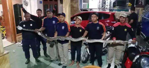 Penangkapan ular piton raksasa di rumah warga, plafon sampai jebol.